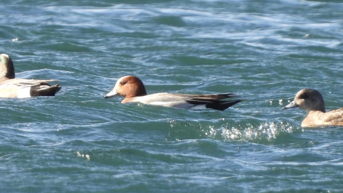 Eurasian Wigeon - Brandon Nooner