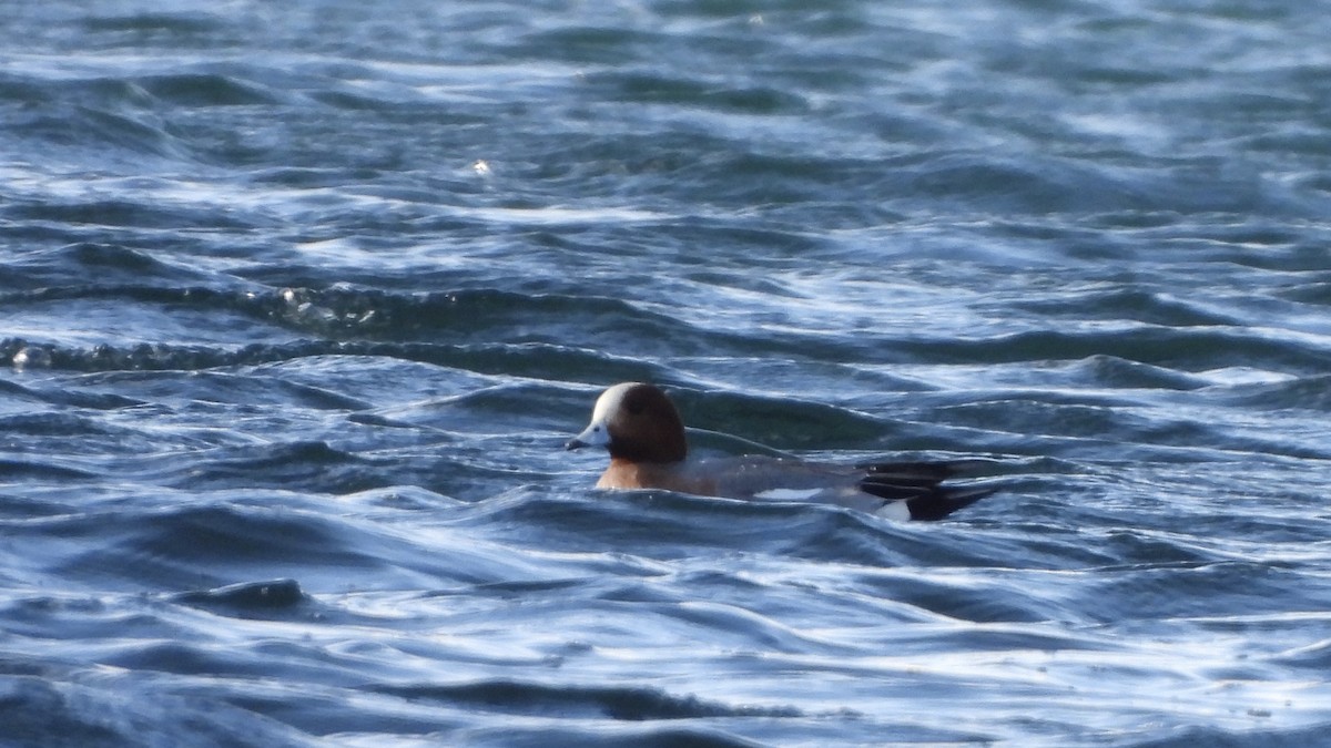 Eurasian Wigeon - ML616106034