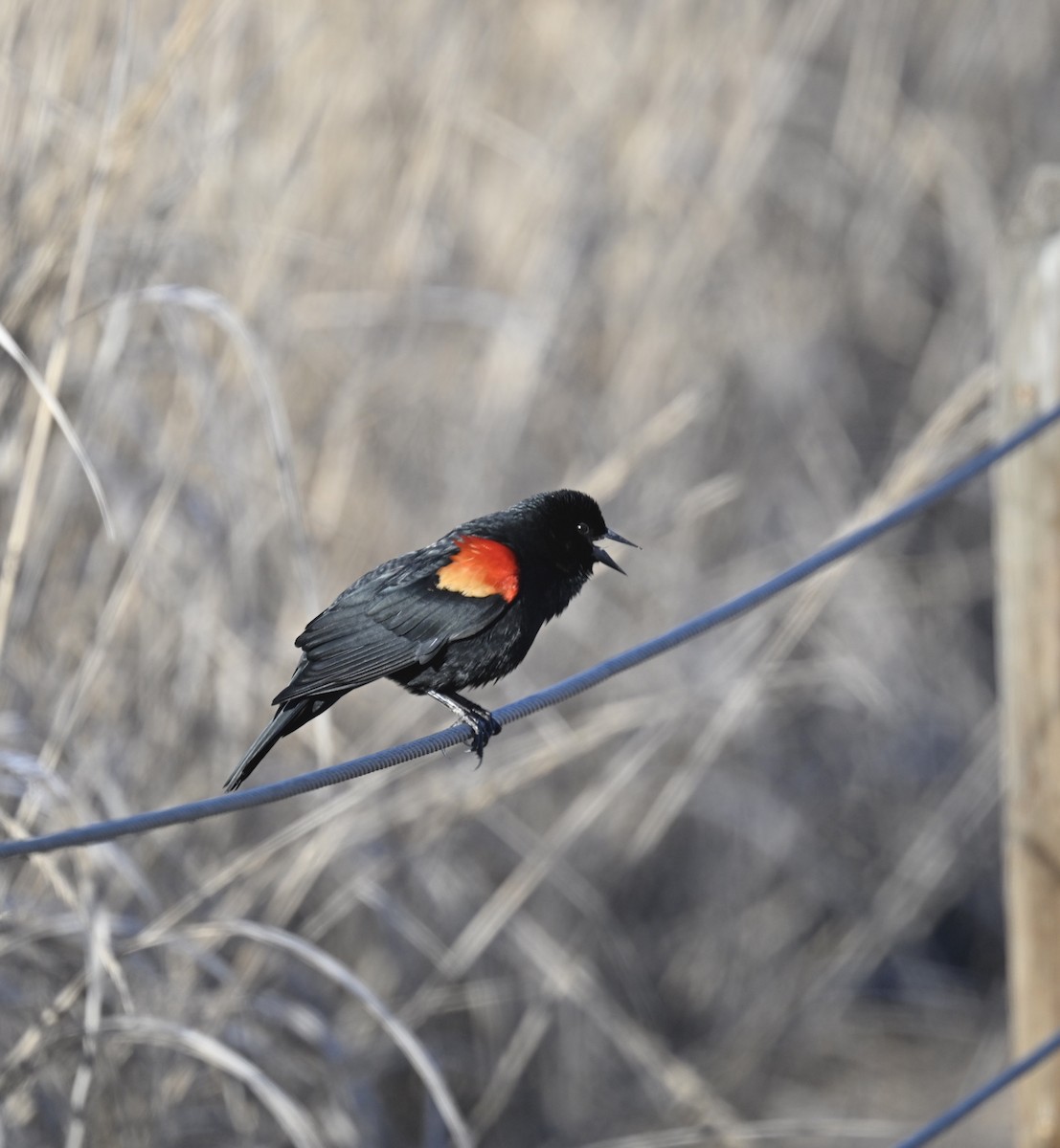 Red-winged Blackbird - ML616106065