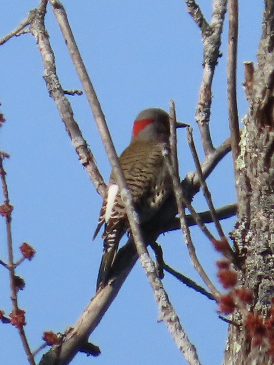 Northern Flicker - ML616106067