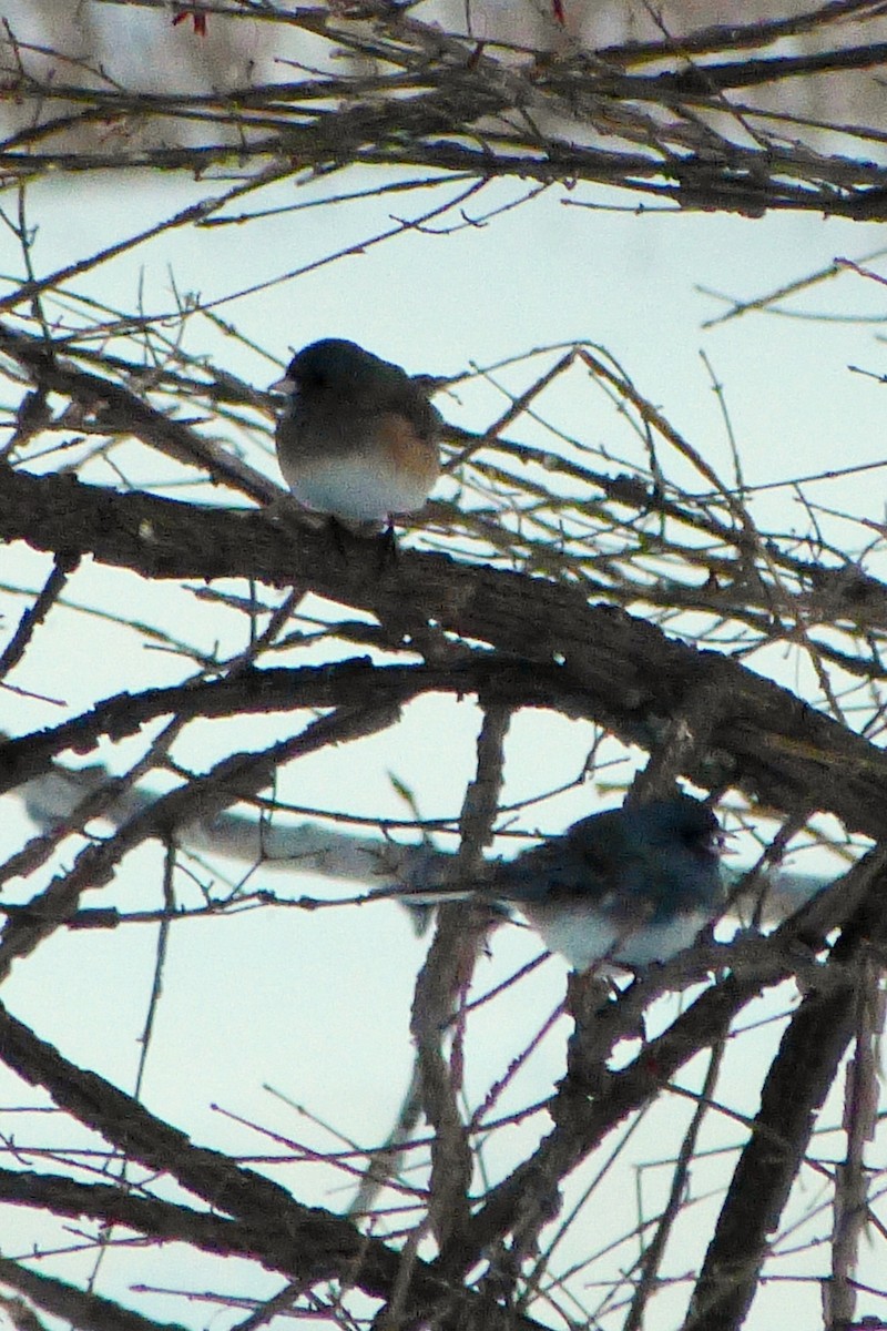 Dark-eyed Junco - ML616106085