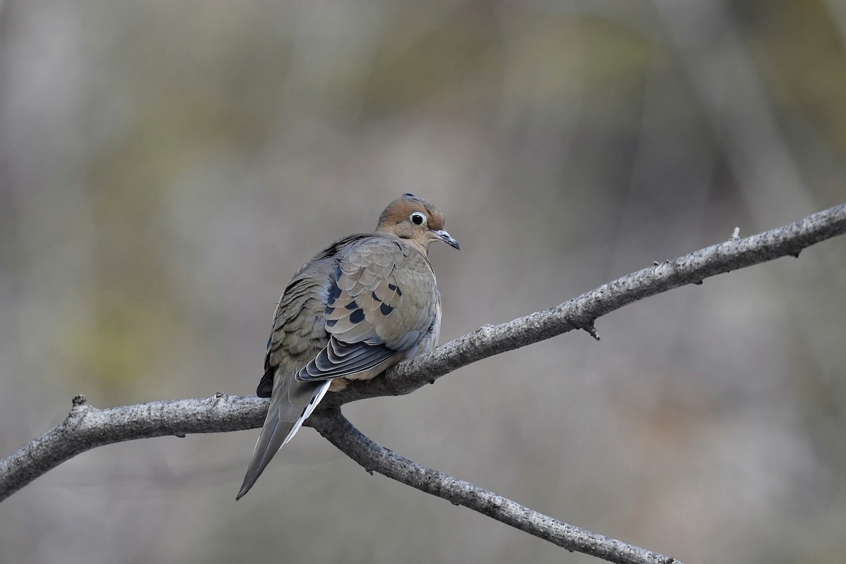 Mourning Dove - Christiane Hébert