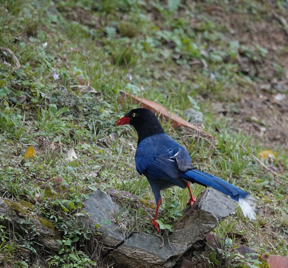 Taiwan Blue-Magpie - ML616106167