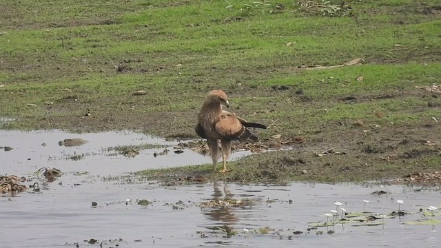 Aigle lancéolé - ML616106187