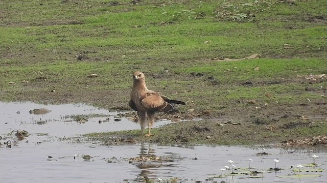 Aigle lancéolé - ML616106190