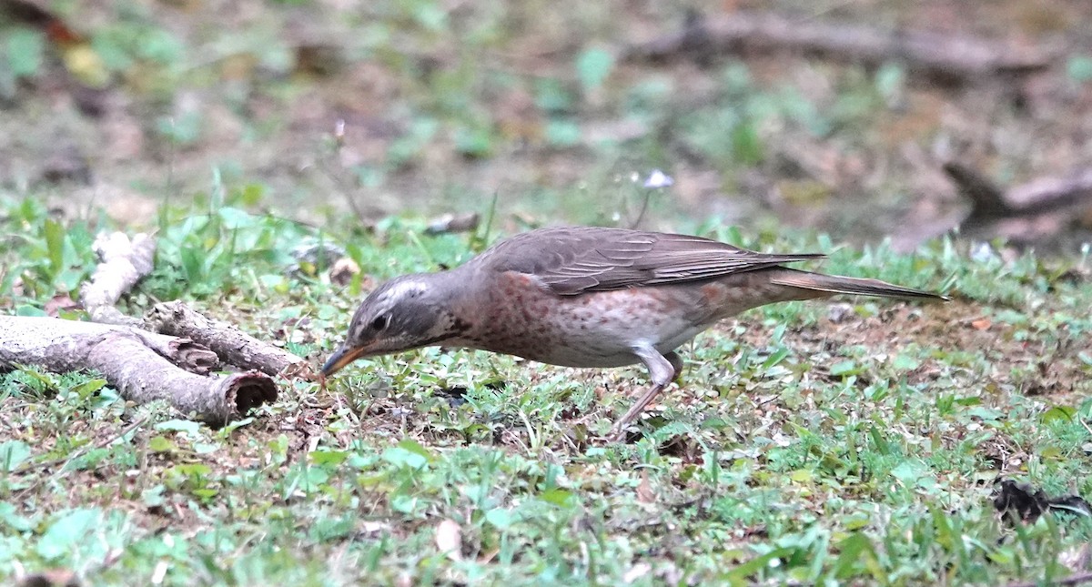 Дрізд Наумана - ML616106203