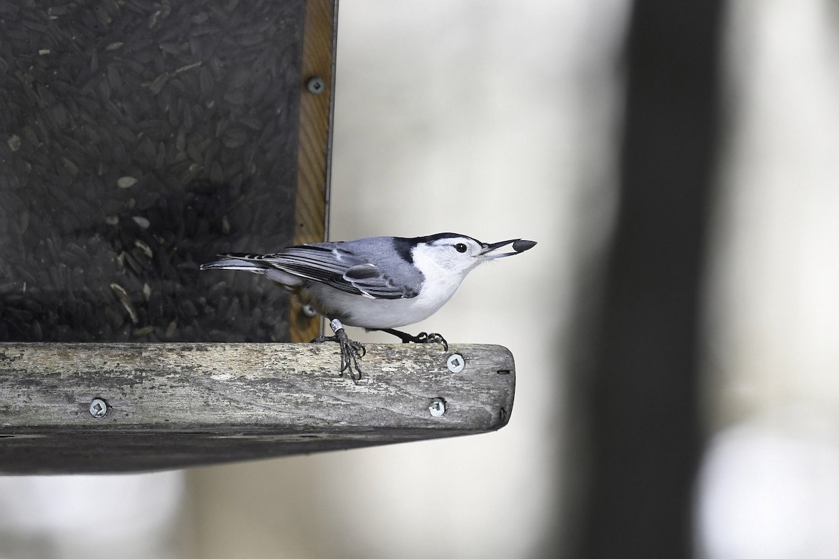 White-breasted Nuthatch - ML616106223