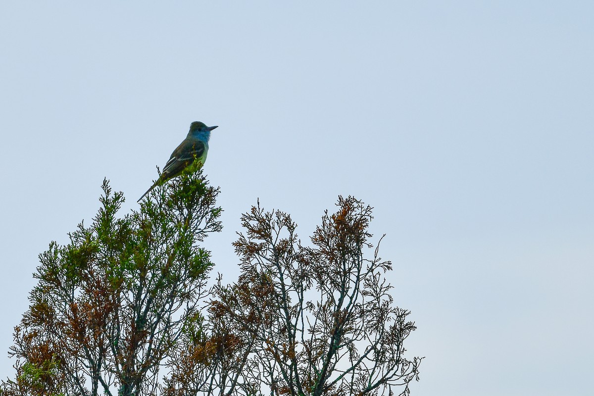 Great Crested Flycatcher - ML616106286