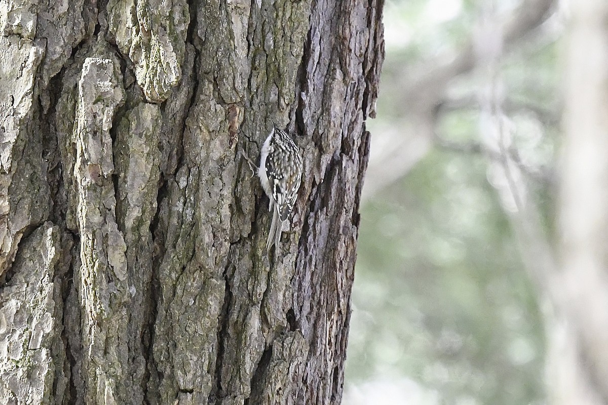 Brown Creeper - ML616106314