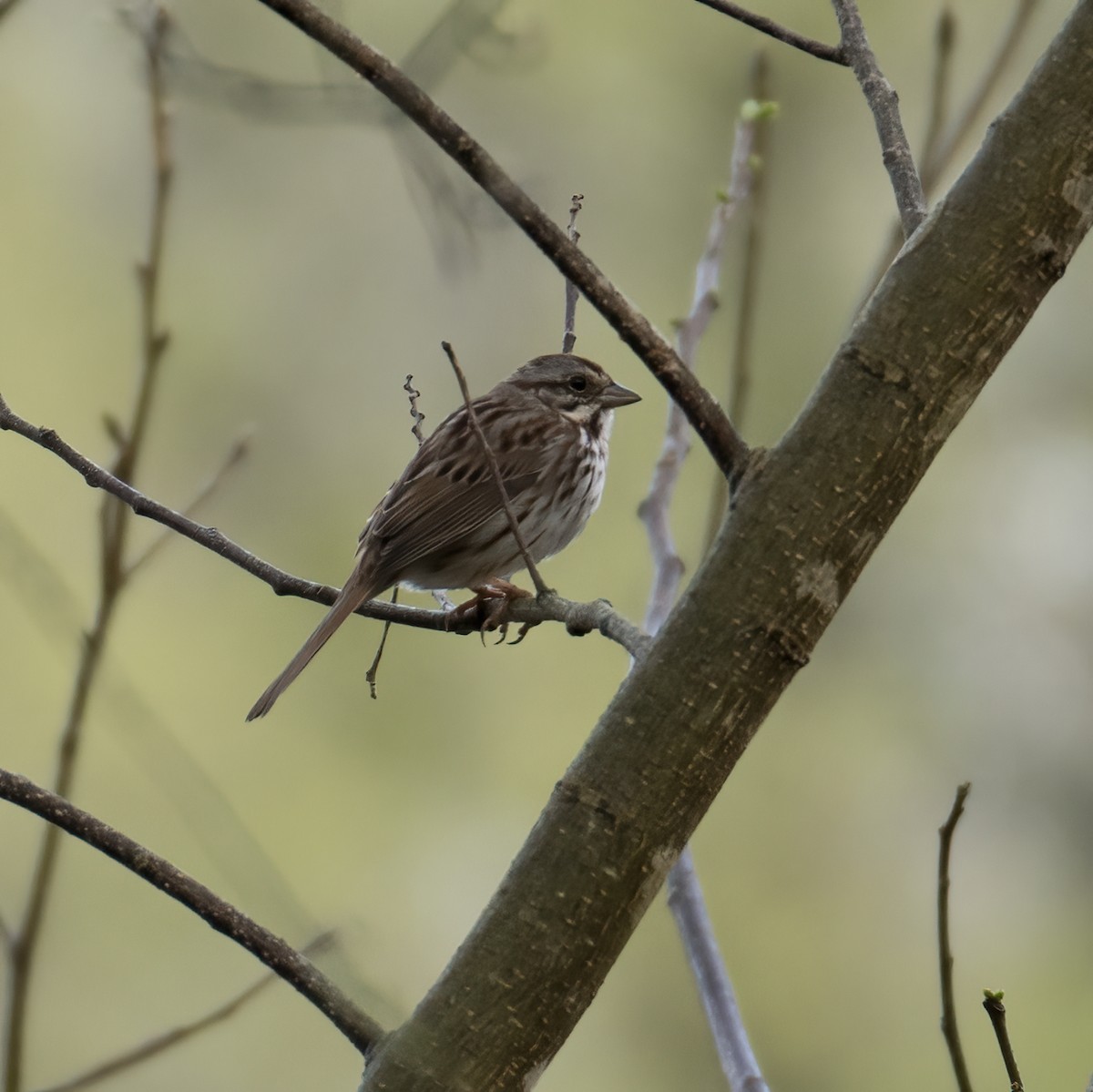 Song Sparrow - jerry amerson
