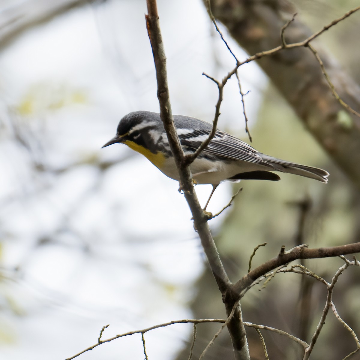Yellow-throated Warbler - jerry amerson