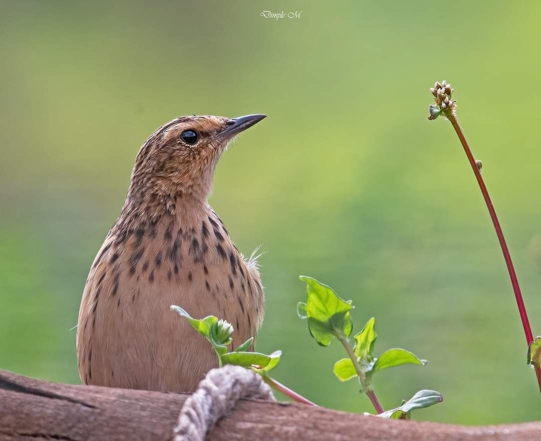 Pipit des Nilgiri - ML616106391