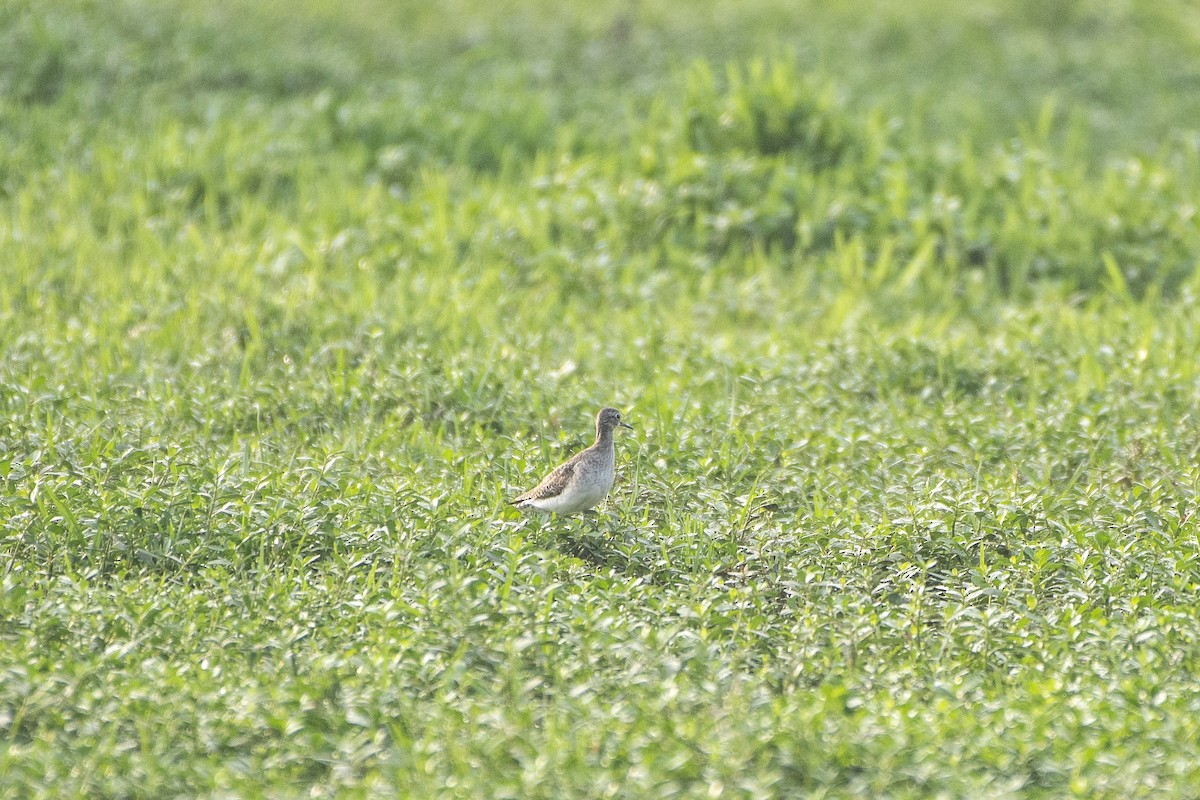 Marsh Sandpiper - Abhijith s