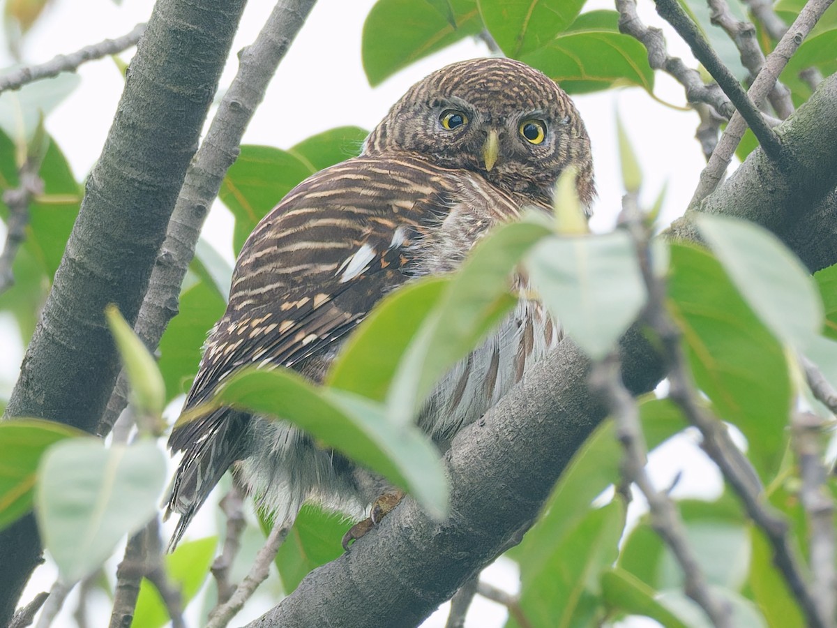 Asian Barred Owlet - Dolors Yong