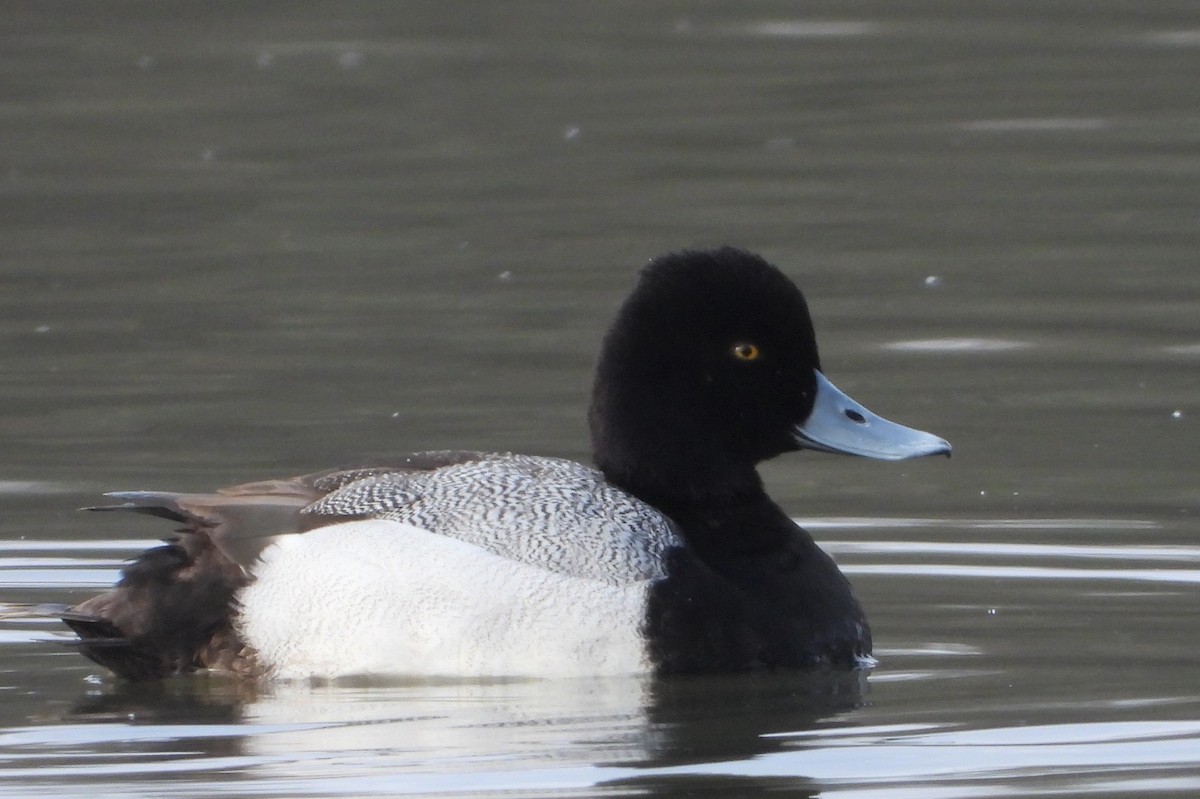 Lesser Scaup - ML616106529