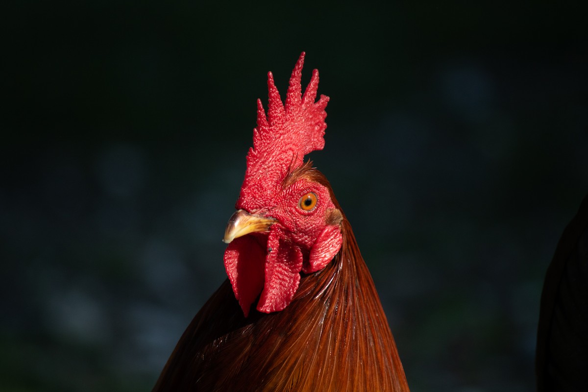 Red Junglefowl - Elizabeth Fitzgerald