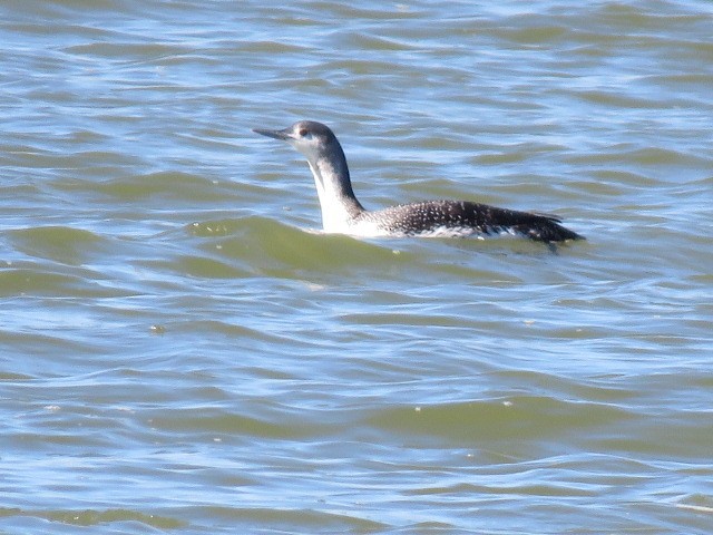 Red-throated Loon - Dan Kramer