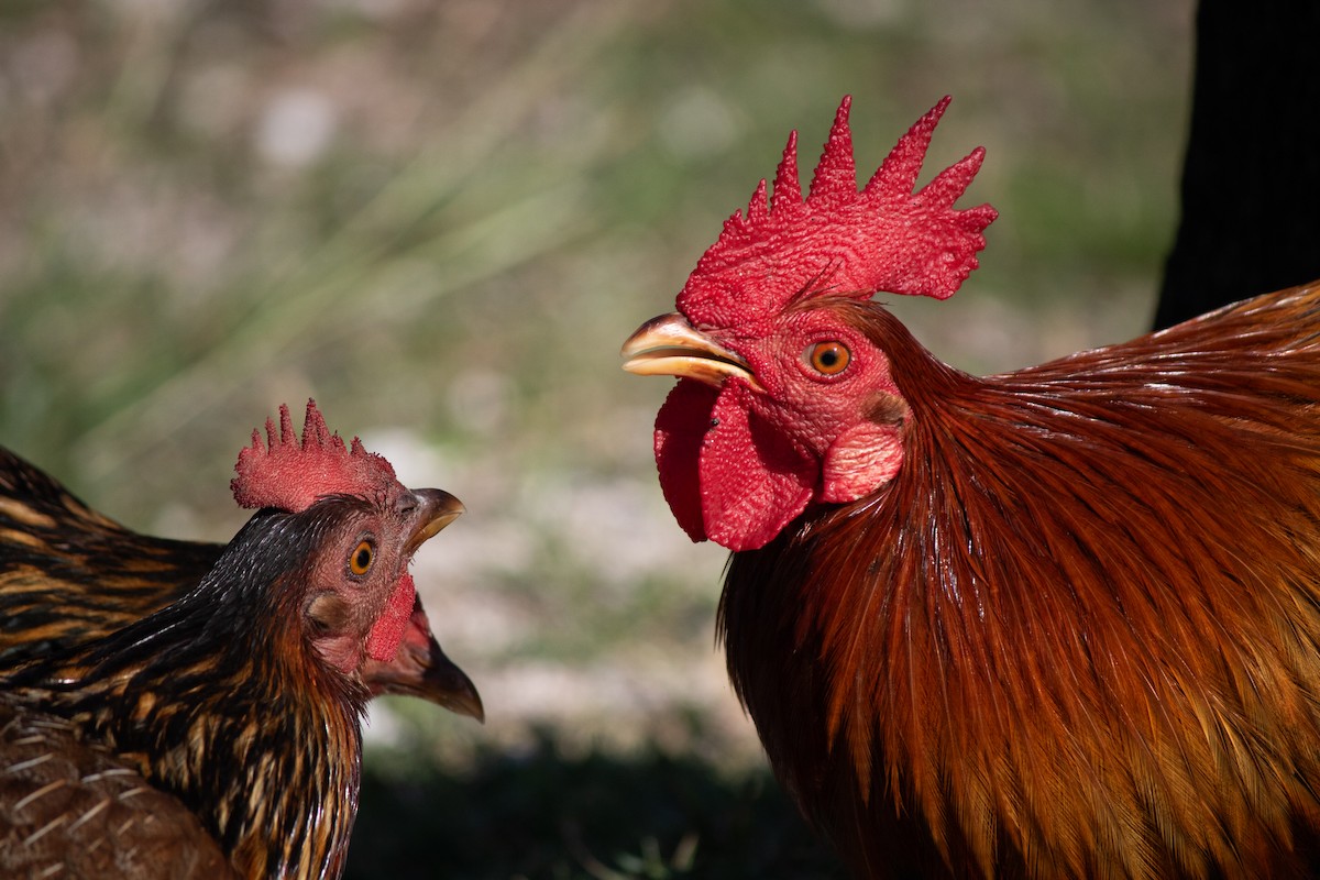 Red Junglefowl - Elizabeth Fitzgerald