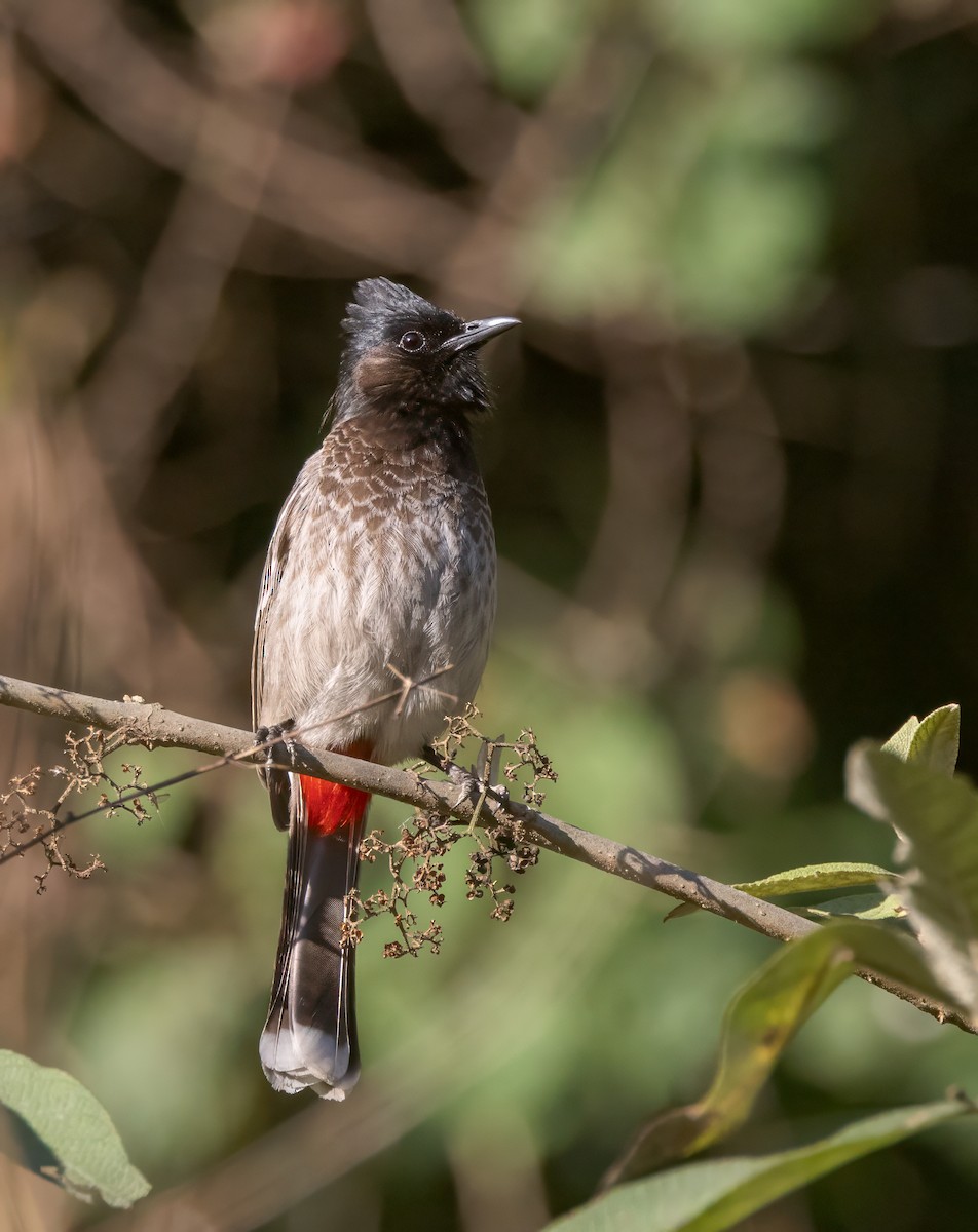 Red-vented Bulbul - ML616106620