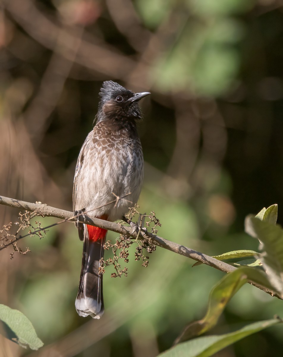 Bulbul à ventre rouge - ML616106620