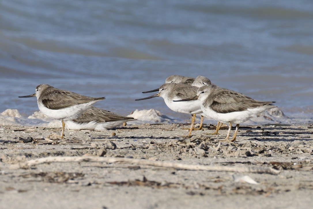 Terek Sandpiper - ML616106640