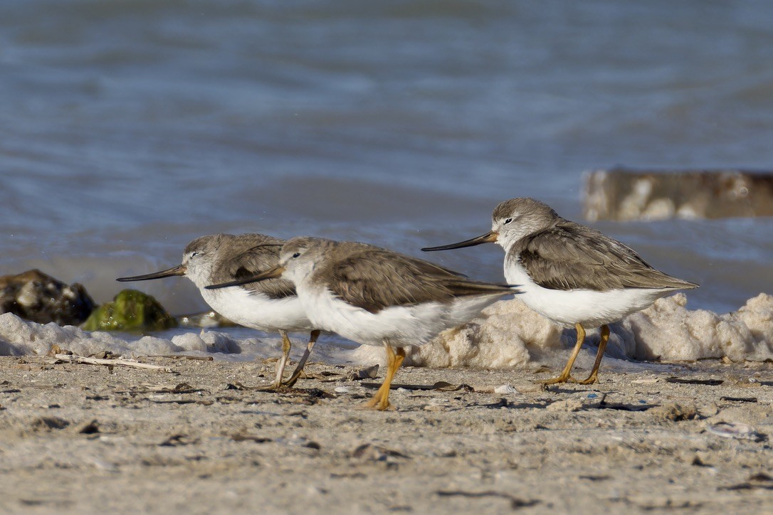 Terek Sandpiper - ML616106642