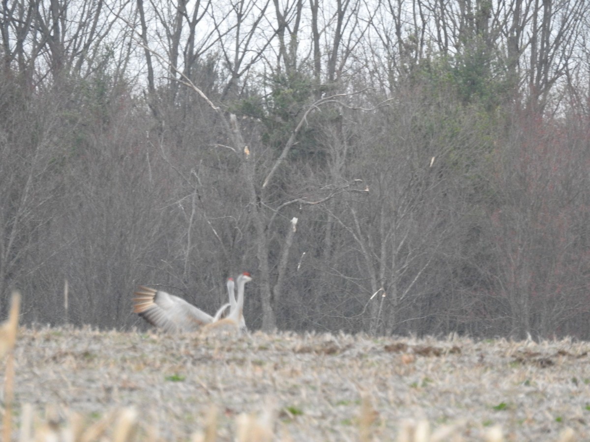 Sandhill Crane - ML616106702