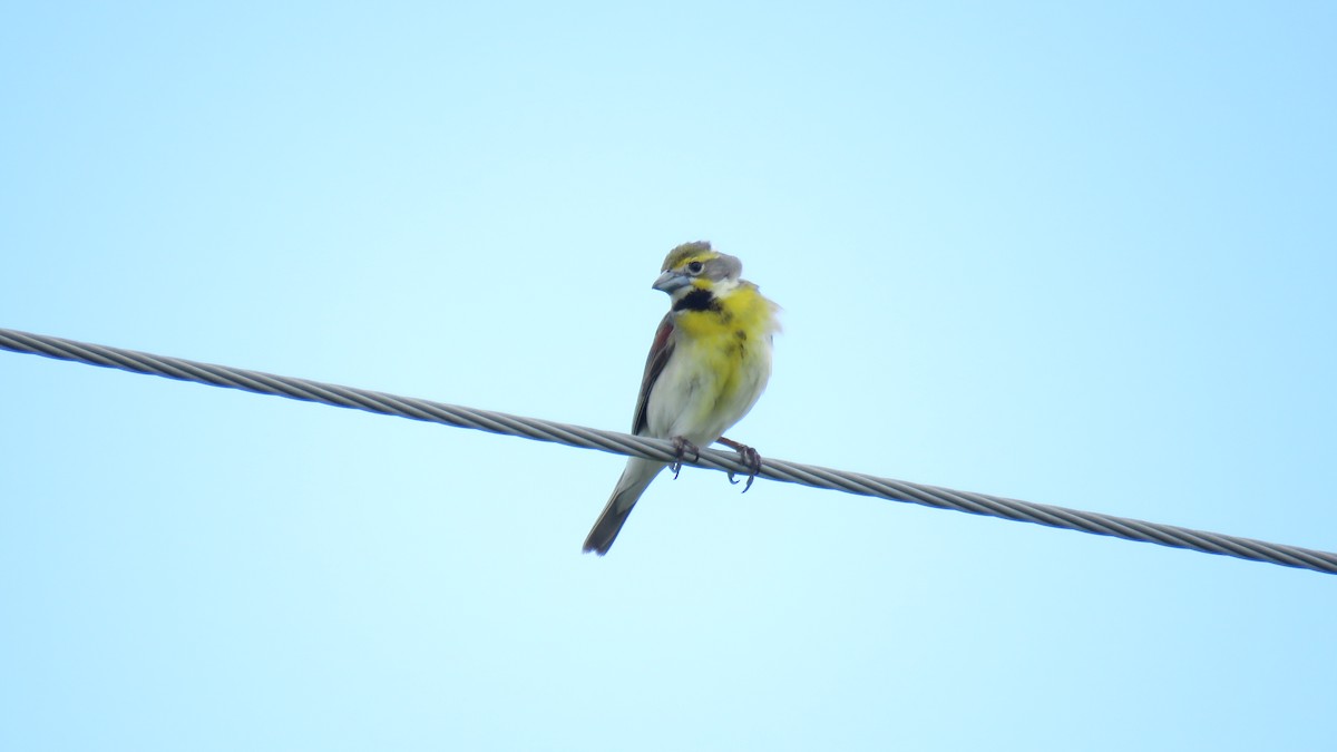 papežík americký - ML61610671