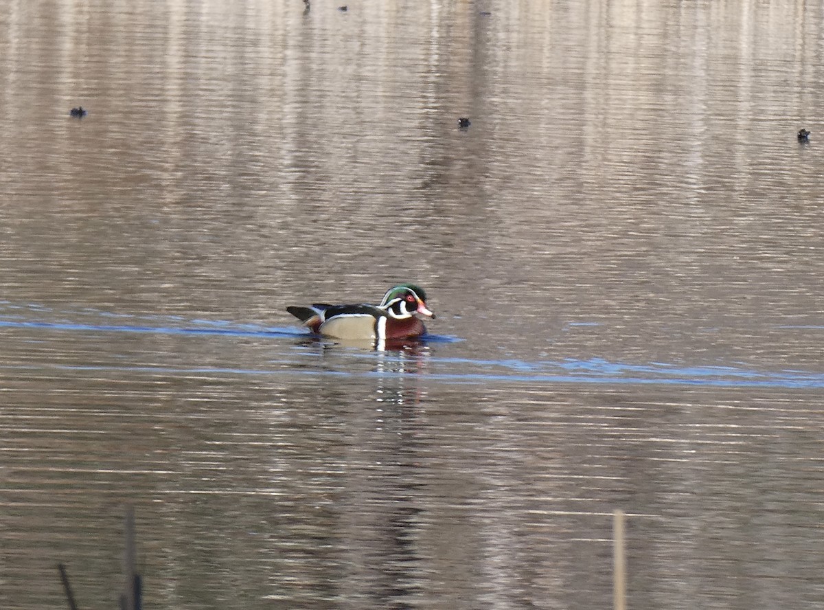 Wood Duck - ML616106746