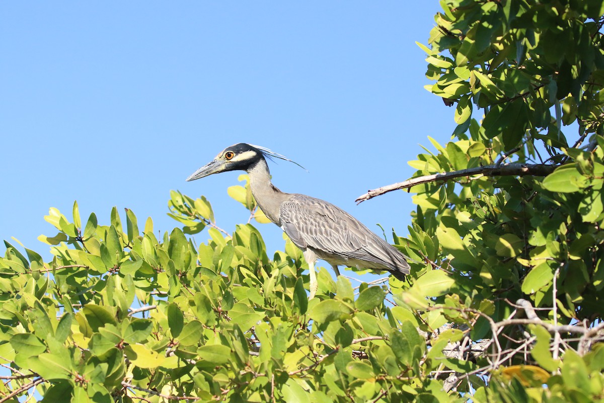 Yellow-crowned Night Heron - ML616106749