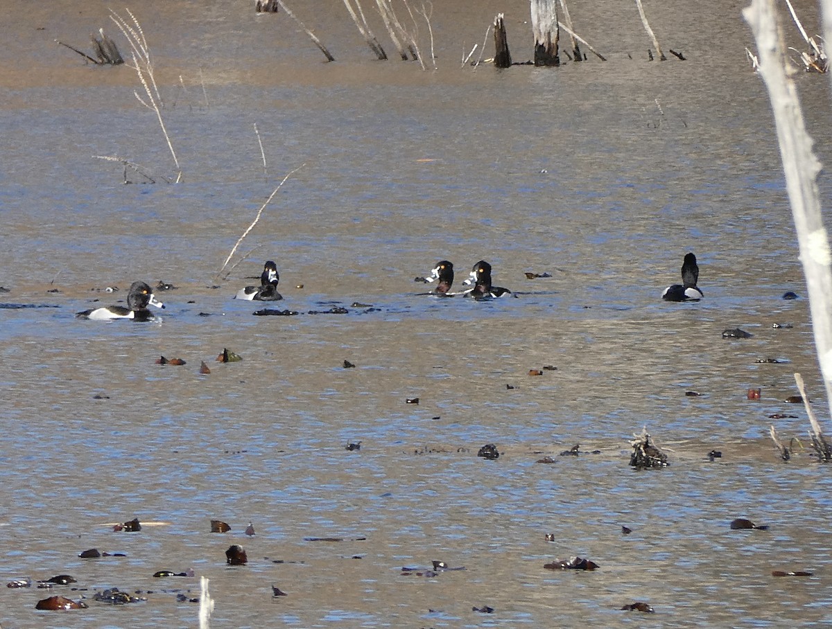 Ring-necked Duck - ML616106763