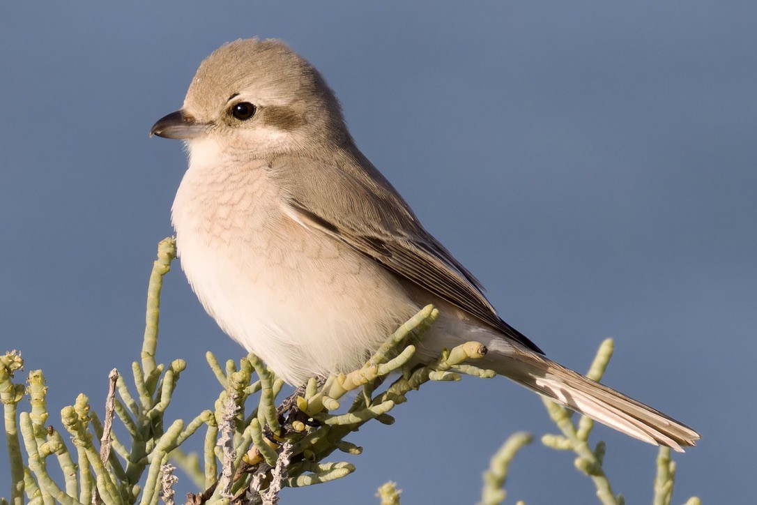 荒漠伯勞(isabellinus) - ML616106779