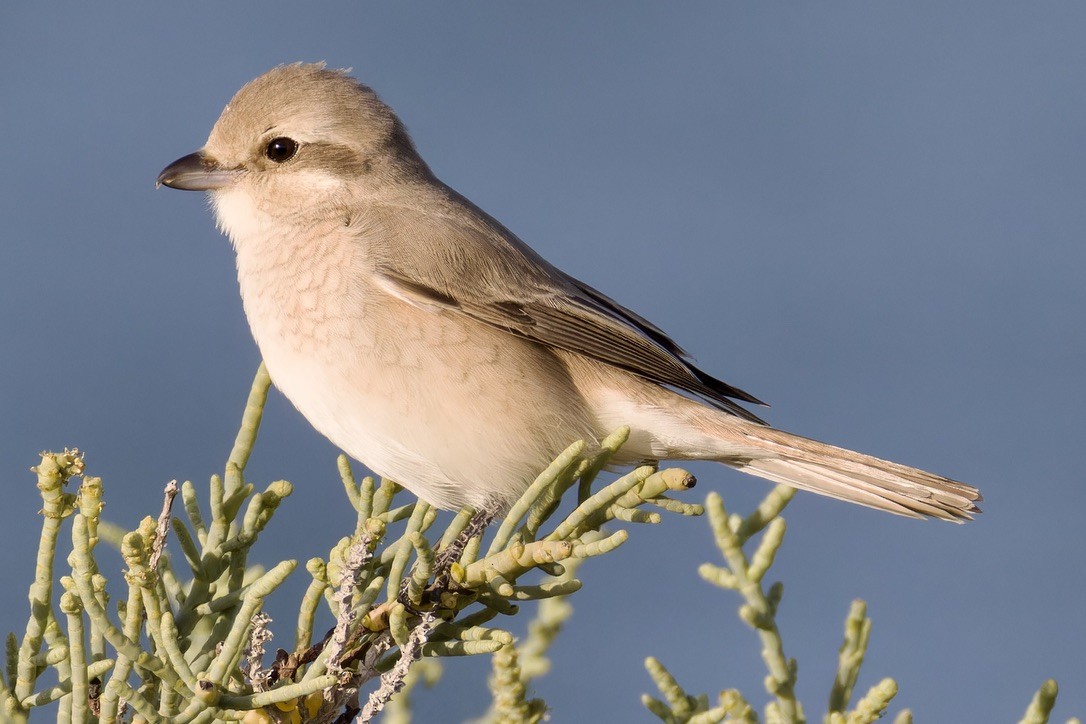 Isabelline Shrike (Daurian) - ML616106780