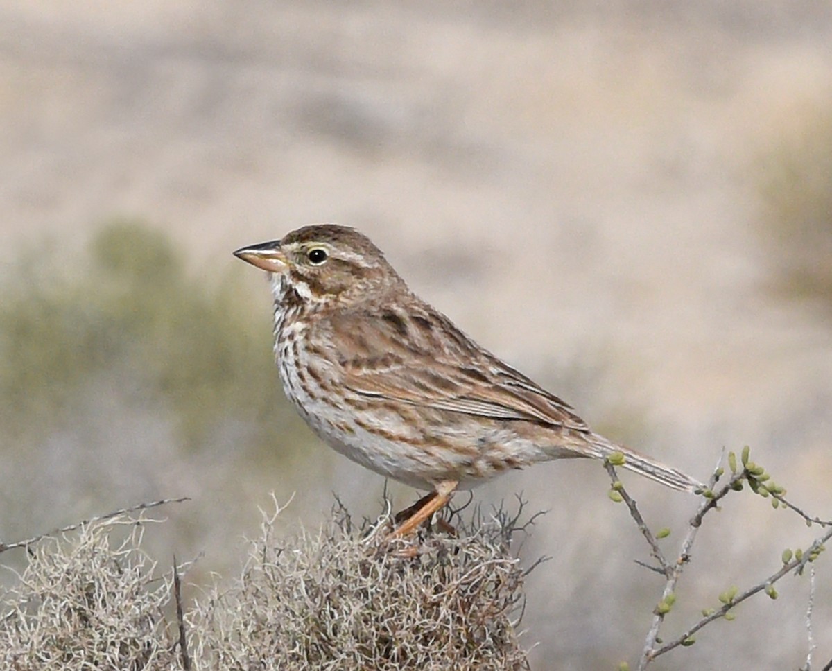 Bruant des prés (rostratus/atratus) - ML616106785