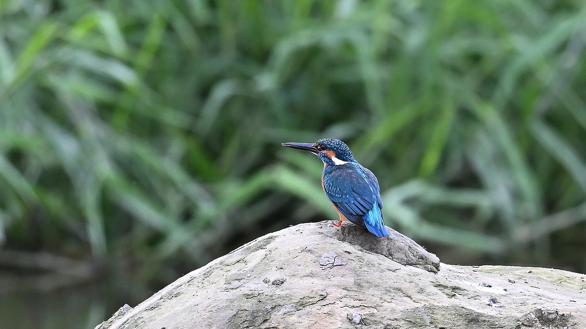 Common Kingfisher - Soren Bentzen