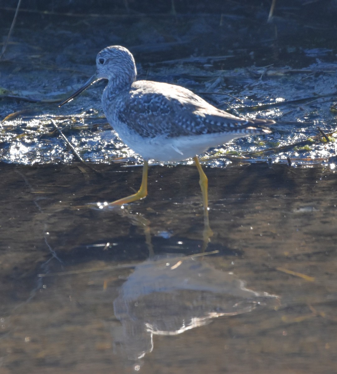 Greater Yellowlegs - ML616106839