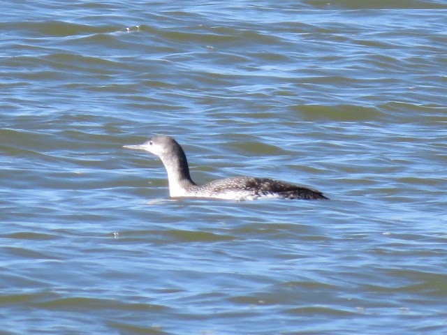 Red-throated Loon - Dan Kramer