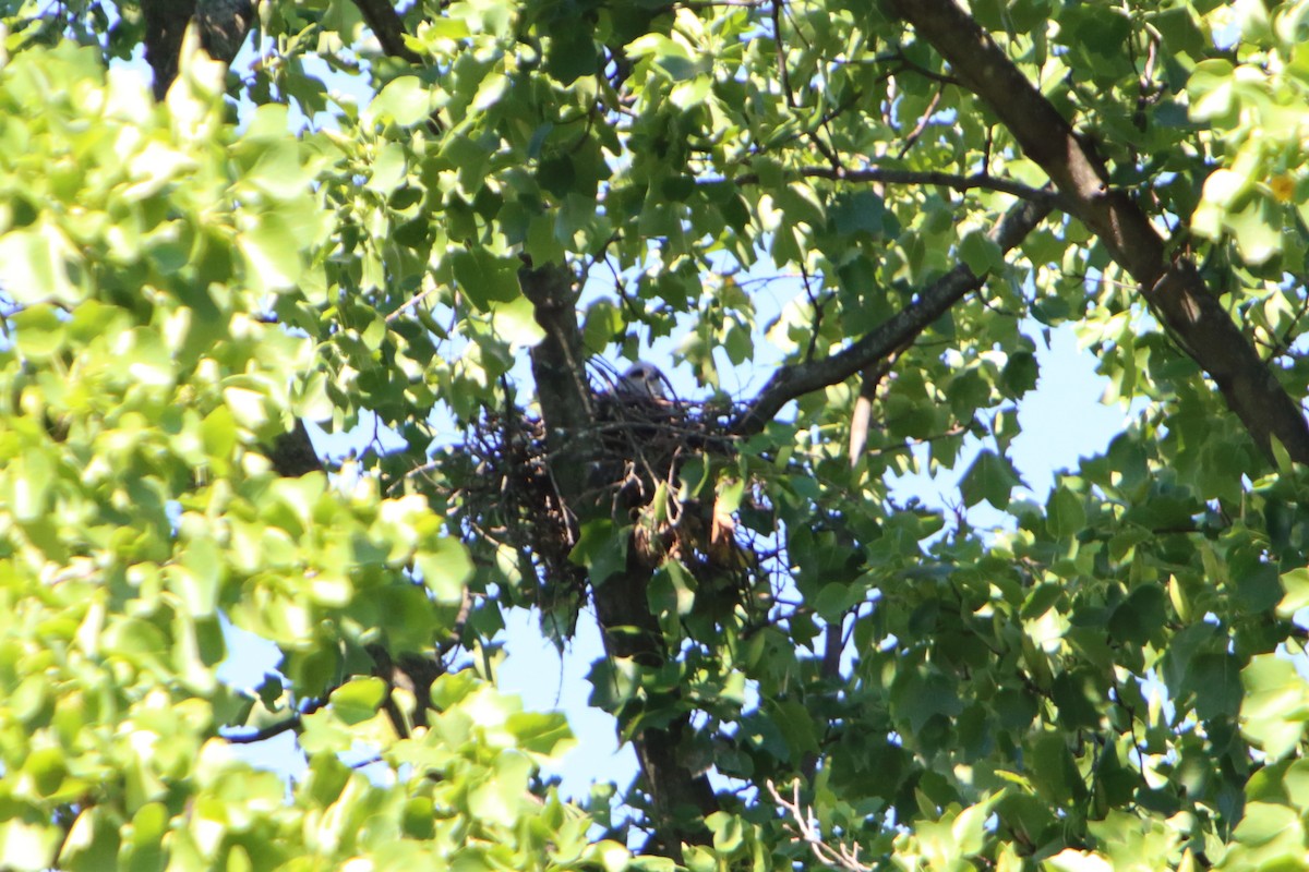 Mississippi Kite - ML616106943