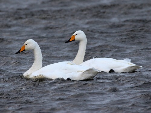 Whooper Swan - ML616106988