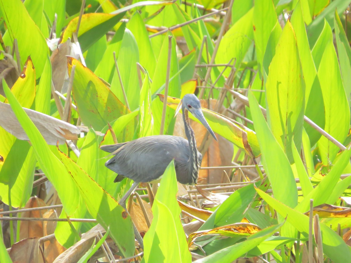 Tricolored Heron - ML616106994