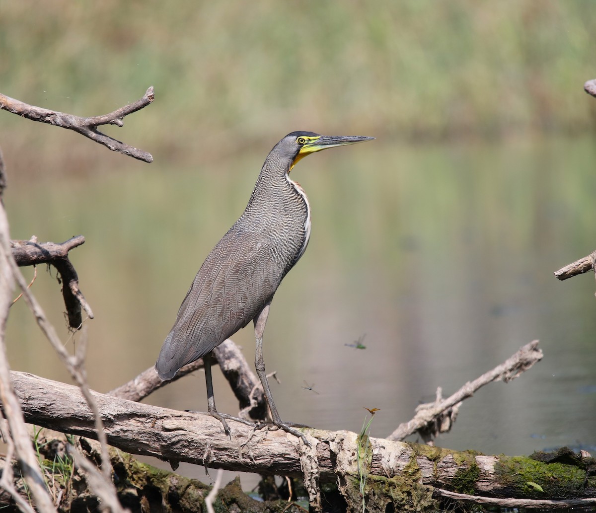 Bare-throated Tiger-Heron - ML616106996