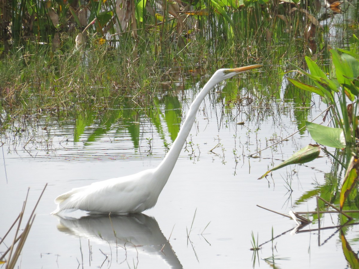 Great Egret - ML616106997