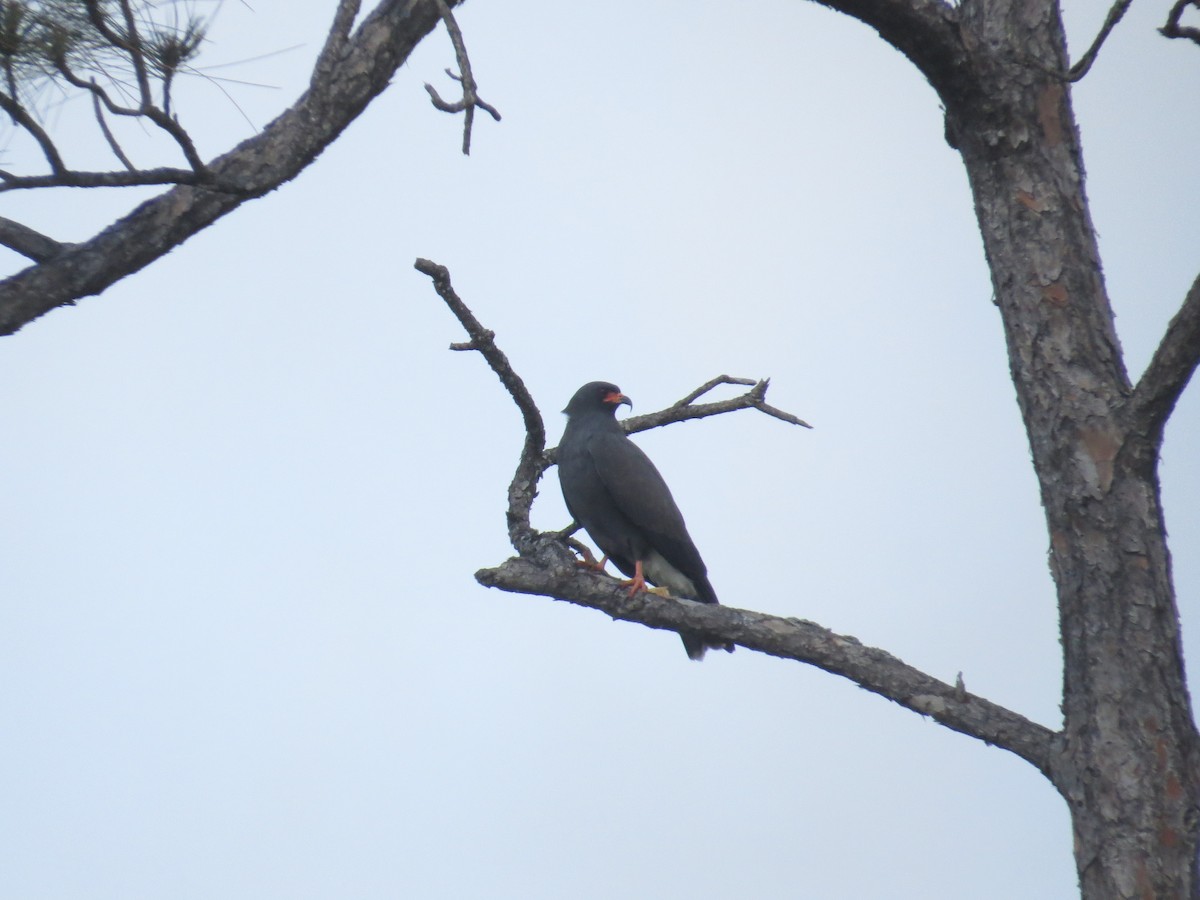 Snail Kite - ML616107011