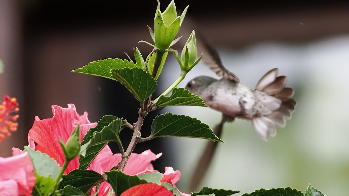 White-bellied Hummingbird - ML616107019