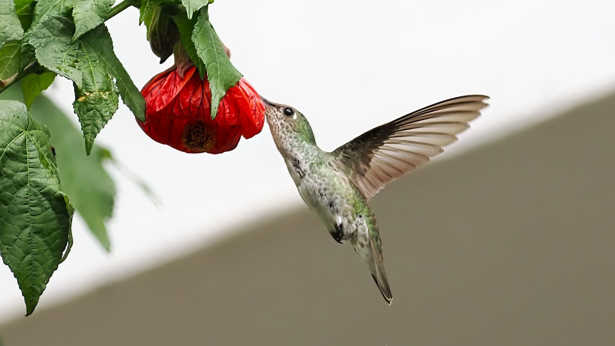 kolibřík bělobřichý - ML616107020