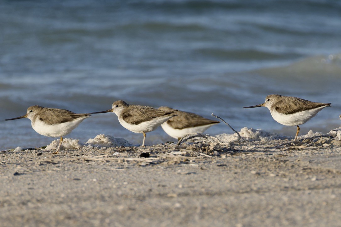 Terek Sandpiper - ML616107032