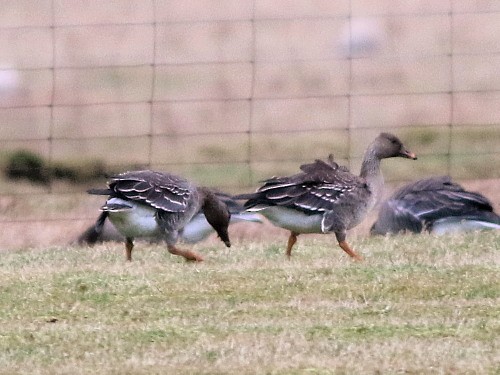Tundra Bean-Goose - ML616107051