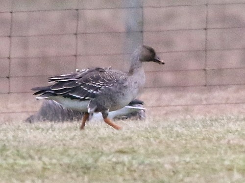 Tundra Bean-Goose - ML616107055