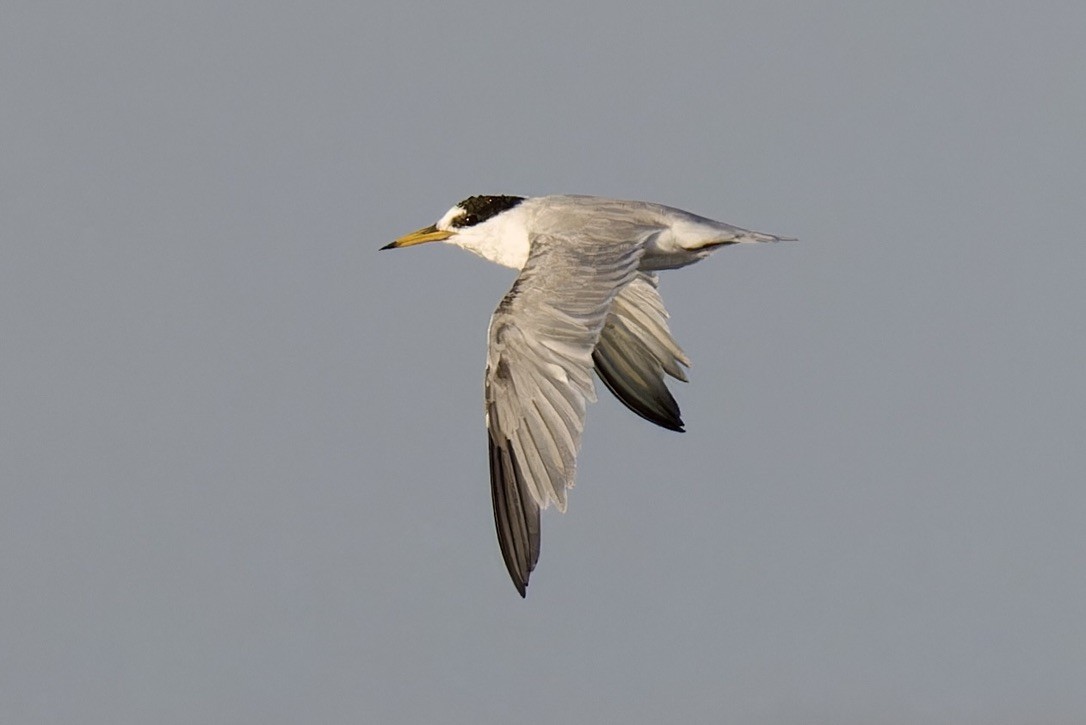 Little Tern - ML616107057