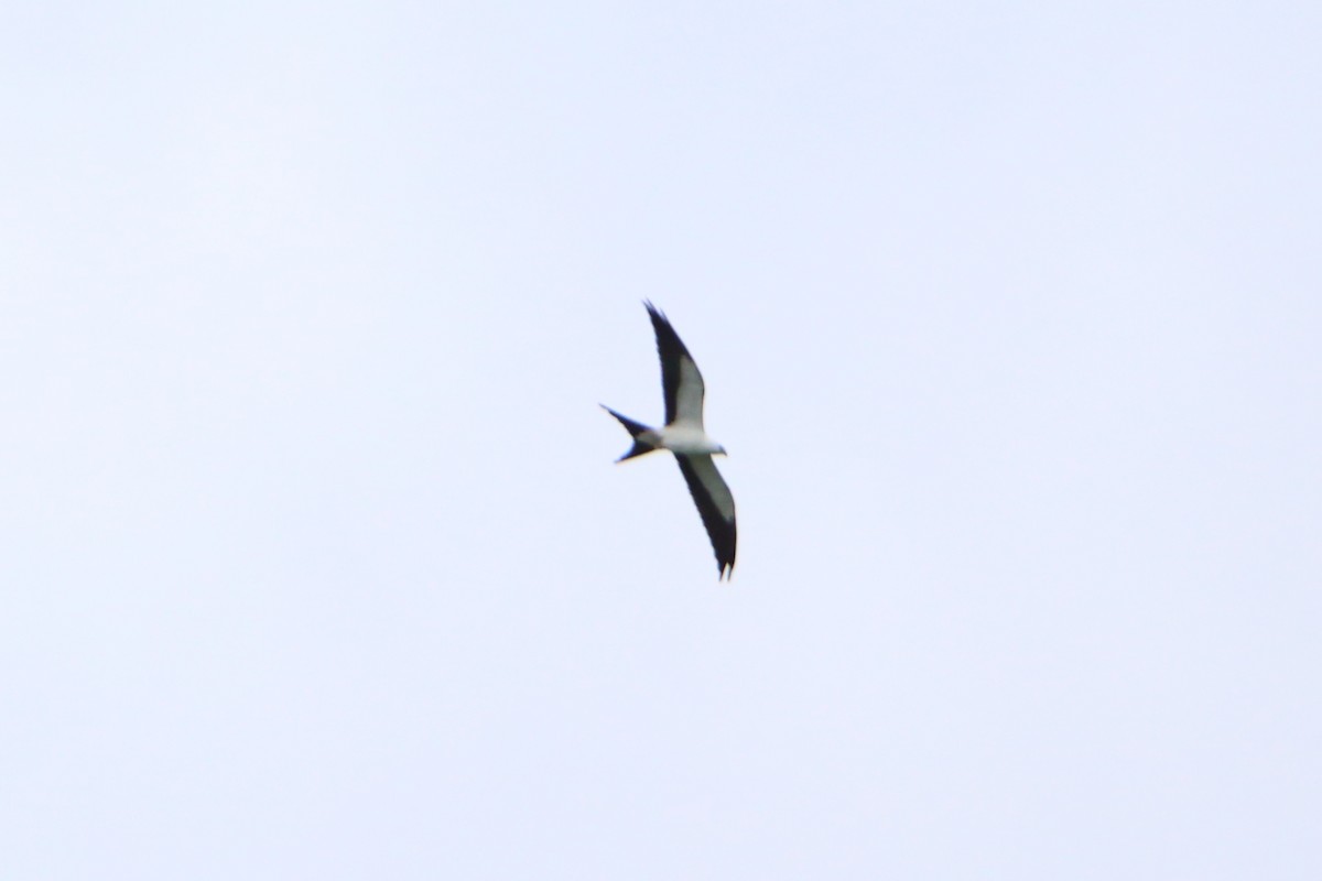 Swallow-tailed Kite - ML616107059